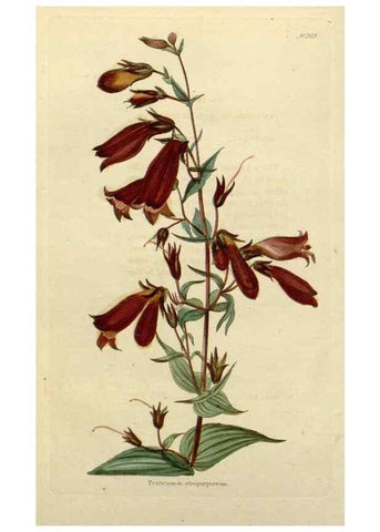 Reproducción/Reproduction 48783354022: The botanical cabinet. London :John & Arthur Arch ...,1817-1833.. 