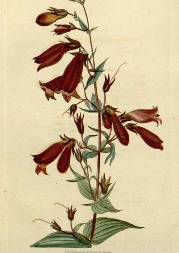 Reproducción/Reproduction 48783354022: The botanical cabinet. London :John & Arthur Arch ...,1817-1833.. 