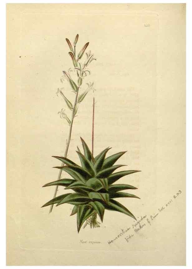 Reproducción/Reproduction 48783186476: The botanical cabinet. London :John & Arthur Arch ...,1817-1833.. 