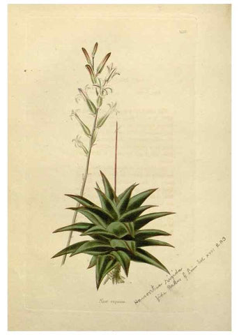 Reproducción/Reproduction 48783186476: The botanical cabinet. London :John & Arthur Arch ...,1817-1833.. 