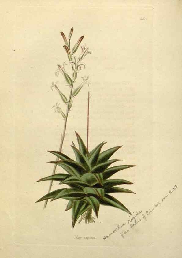 Reproducción/Reproduction 48783186476: The botanical cabinet. London :John & Arthur Arch ...,1817-1833.. 