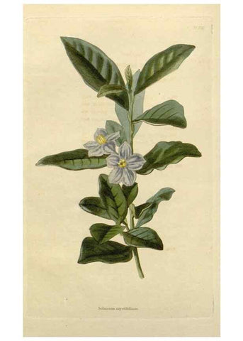 Reproducción/Reproduction 48782822668: The botanical cabinet. London :John & Arthur Arch ...,1817-1833.. 
