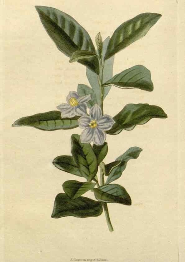 Reproducción/Reproduction 48782822668: The botanical cabinet. London :John & Arthur Arch ...,1817-1833.. 