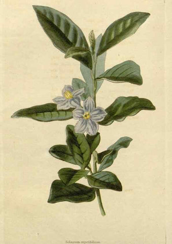 Reproducción/Reproduction 48782822668: The botanical cabinet. London :John & Arthur Arch ...,1817-1833.. 