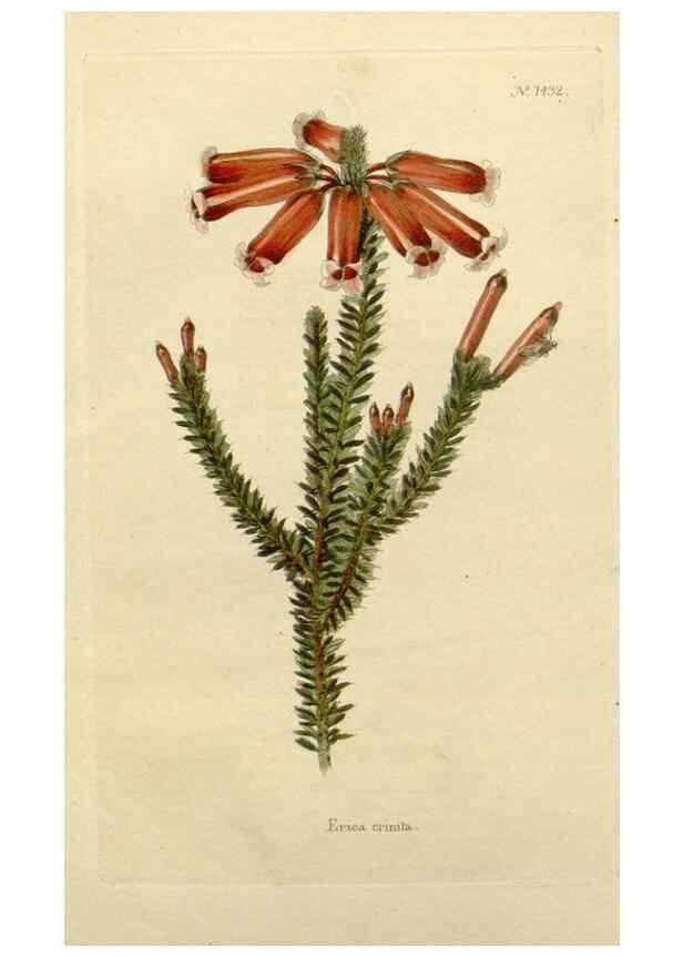 Reproducción/Reproduction 48782823033: The botanical cabinet. London :John & Arthur Arch ...,1817-1833.. 