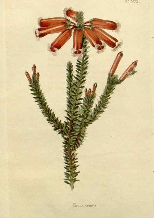 Reproducción/Reproduction 48782823033: The botanical cabinet. London :John & Arthur Arch ...,1817-1833.. 