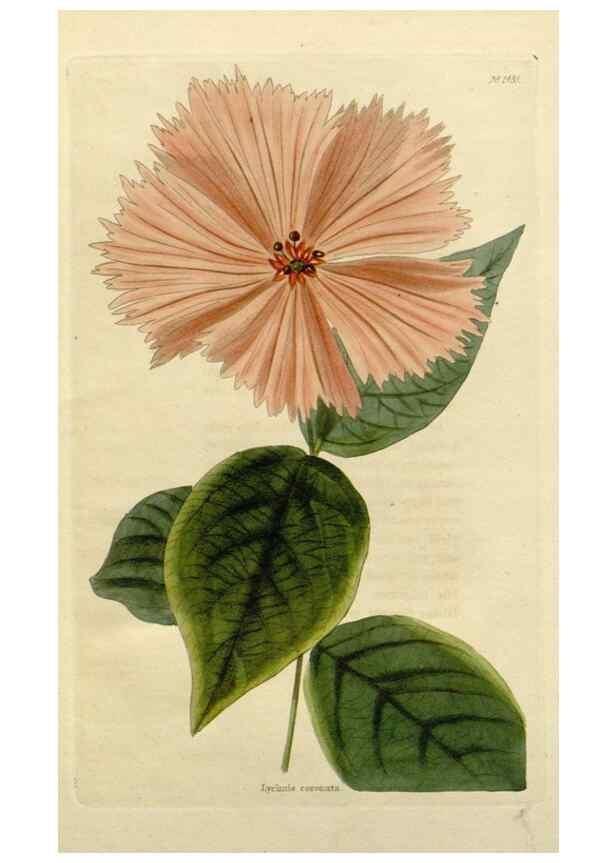 Reproducción/Reproduction 48783187686: The botanical cabinet. London :John & Arthur Arch ...,1817-1833.. 