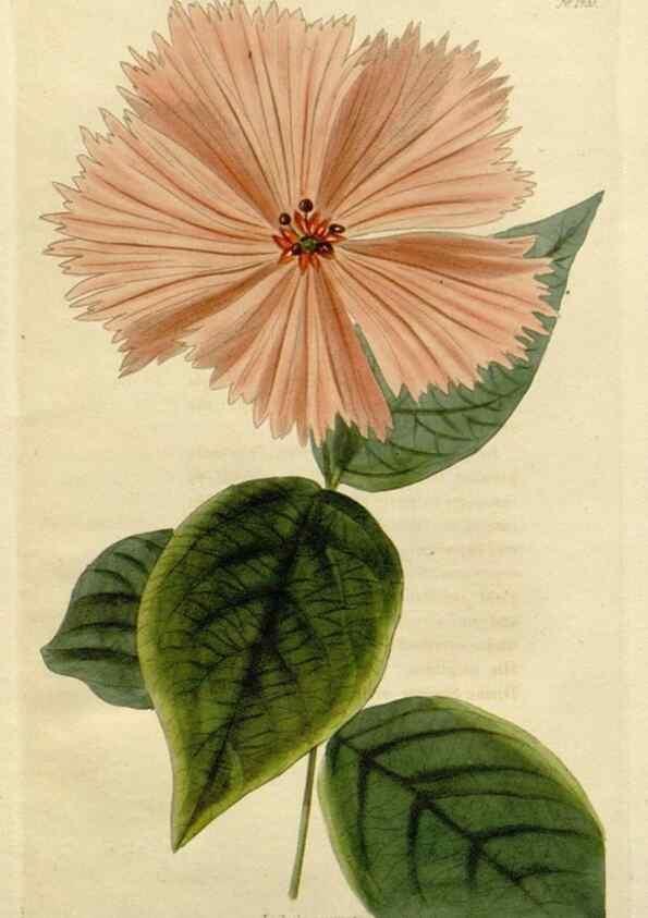Reproducción/Reproduction 48783187686: The botanical cabinet. London :John & Arthur Arch ...,1817-1833.. 