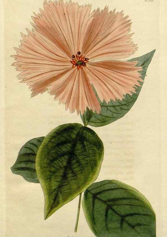 Reproducción/Reproduction 48783187686: The botanical cabinet. London :John & Arthur Arch ...,1817-1833.. 