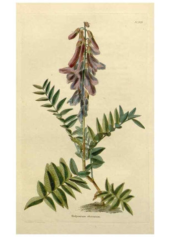 Reproducción/Reproduction 48783188261: The botanical cabinet. London :John & Arthur Arch ...,1817-1833.. 