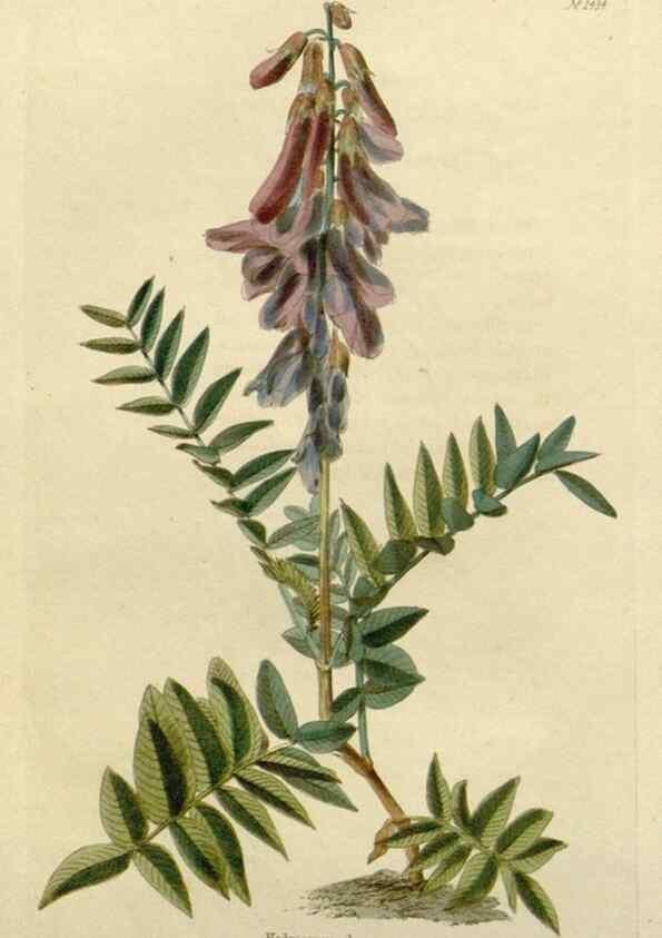 Reproducción/Reproduction 48783188261: The botanical cabinet. London :John & Arthur Arch ...,1817-1833.. 
