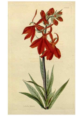 Reproducción/Reproduction 48783357187: The botanical cabinet. London :John & Arthur Arch ...,1817-1833.. 