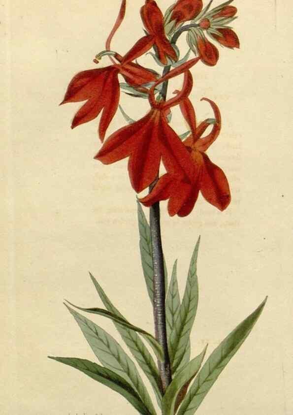 Reproducción/Reproduction 48783357187: The botanical cabinet. London :John & Arthur Arch ...,1817-1833.. 