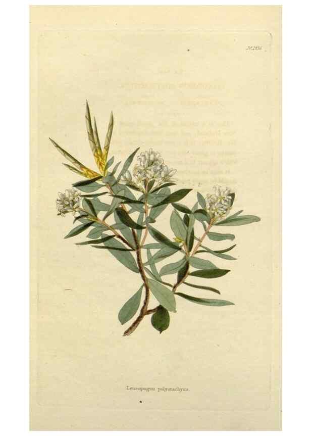 Reproducción/Reproduction 48783357822: The botanical cabinet. London :John & Arthur Arch ...,1817-1833.. 
