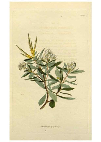Reproducción/Reproduction 48783357822: The botanical cabinet. London :John & Arthur Arch ...,1817-1833.. 