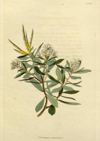 Reproducción/Reproduction 48783357822: The botanical cabinet. London :John & Arthur Arch ...,1817-1833.. 