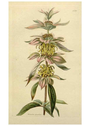 Reproducción/Reproduction 48782825588: The botanical cabinet. London :John & Arthur Arch ...,1817-1833.. 