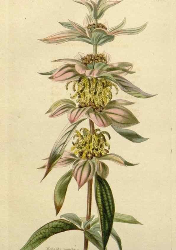 Reproducción/Reproduction 48782825588: The botanical cabinet. London :John & Arthur Arch ...,1817-1833.. 