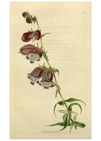 Reproducción/Reproduction 48783190721: The botanical cabinet. London :John & Arthur Arch ...,1817-1833.. 