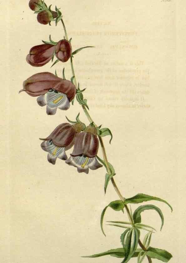 Reproducción/Reproduction 48783190721: The botanical cabinet. London :John & Arthur Arch ...,1817-1833.. 