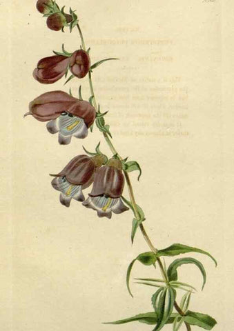 Reproducción/Reproduction 48783190721: The botanical cabinet. London :John & Arthur Arch ...,1817-1833.. 
