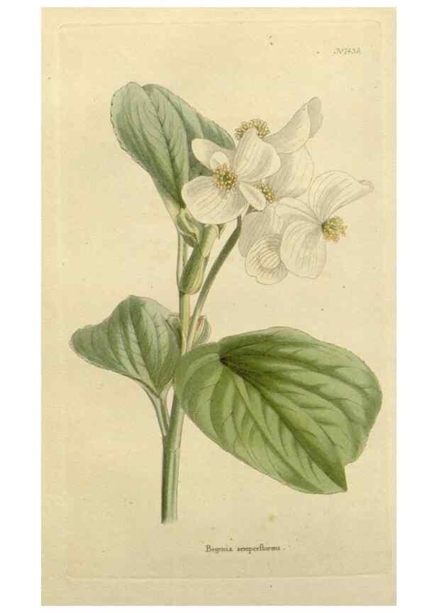 Reproducción/Reproduction 48783358972: The botanical cabinet. London :John & Arthur Arch ...,1817-1833.. 