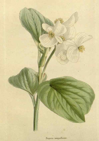 Reproducción/Reproduction 48783358972: The botanical cabinet. London :John & Arthur Arch ...,1817-1833.. 
