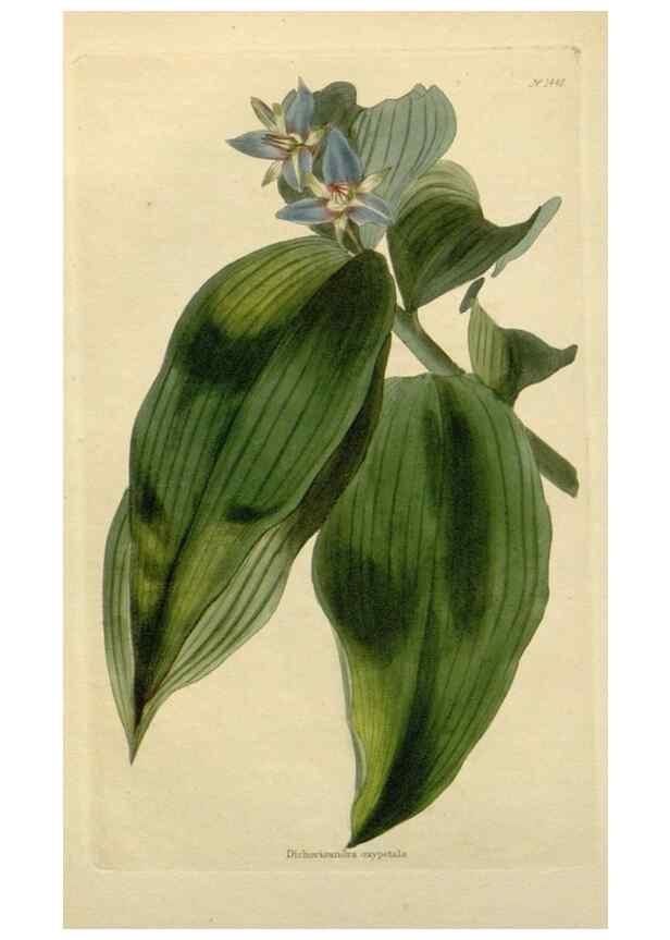 Reproducción/Reproduction 48783191636: The botanical cabinet. London :John & Arthur Arch ...,1817-1833.. 