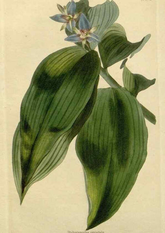 Reproducción/Reproduction 48783191636: The botanical cabinet. London :John & Arthur Arch ...,1817-1833.. 