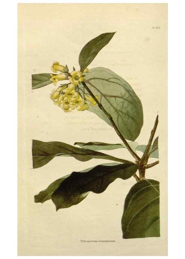 Reproducción/Reproduction 48783360362: The botanical cabinet. London :John & Arthur Arch ...,1817-1833.. 