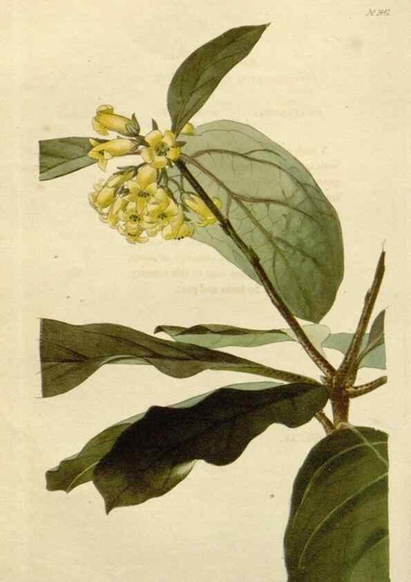 Reproducción/Reproduction 48783360362: The botanical cabinet. London :John & Arthur Arch ...,1817-1833.. 