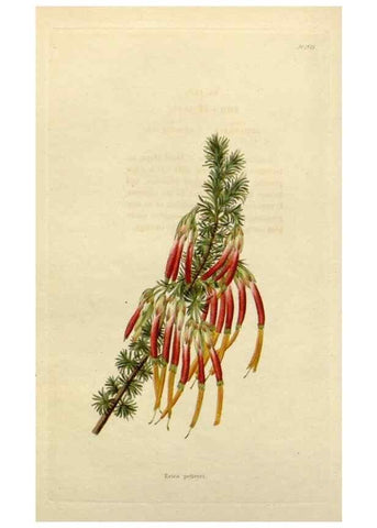 Reproducción/Reproduction 48783352562: The botanical cabinet. London :John & Arthur Arch ...,1817-1833.. 