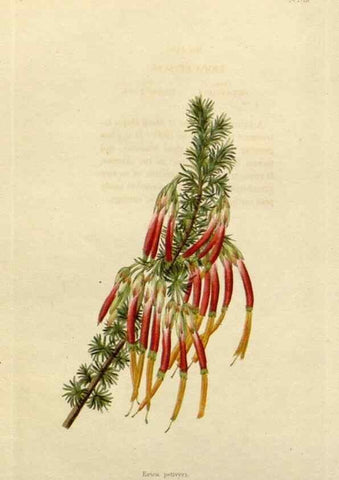 Reproducción/Reproduction 48783352562: The botanical cabinet. London :John & Arthur Arch ...,1817-1833.. 