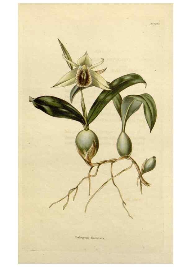Reproducción/Reproduction 48783352122: The botanical cabinet. London :John & Arthur Arch ...,1817-1833.. 