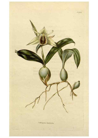 Reproducción/Reproduction 48783352122: The botanical cabinet. London :John & Arthur Arch ...,1817-1833.. 