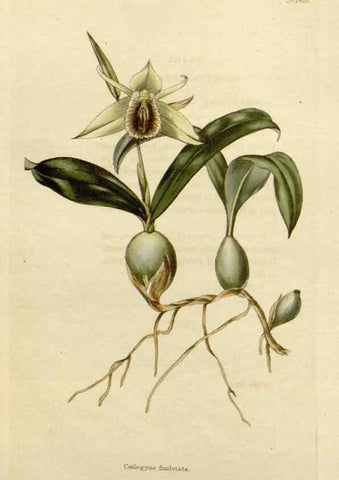 Reproducción/Reproduction 48783352122: The botanical cabinet. London :John & Arthur Arch ...,1817-1833.. 