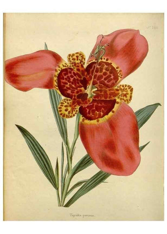 Reproducción/Reproduction 48783351547: The botanical cabinet. London :John & Arthur Arch ...,1817-1833.. 