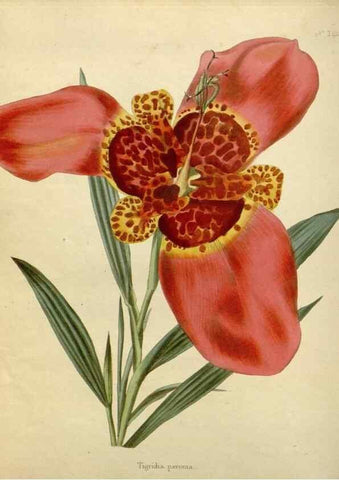 Reproducción/Reproduction 48783351547: The botanical cabinet. London :John & Arthur Arch ...,1817-1833.. 