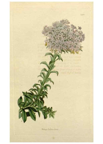Reproducción/Reproduction 48782818648: The botanical cabinet. London :John & Arthur Arch ...,1817-1833.. 