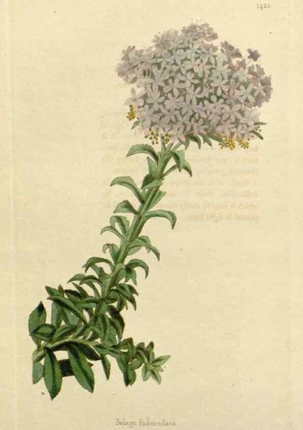 Reproducción/Reproduction 48782818648: The botanical cabinet. London :John & Arthur Arch ...,1817-1833.. 