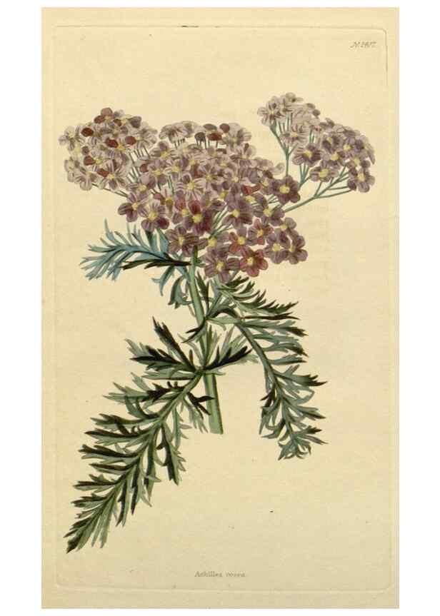 Reproducción/Reproduction 48783339972: The botanical cabinet. London :John & Arthur Arch ...,1817-1833.. 
