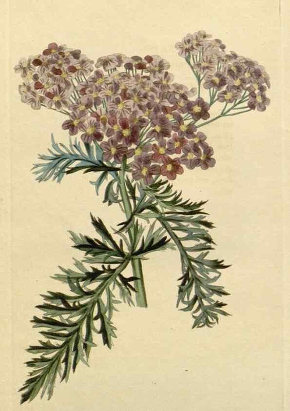 Reproducción/Reproduction 48783339972: The botanical cabinet. London :John & Arthur Arch ...,1817-1833.. 