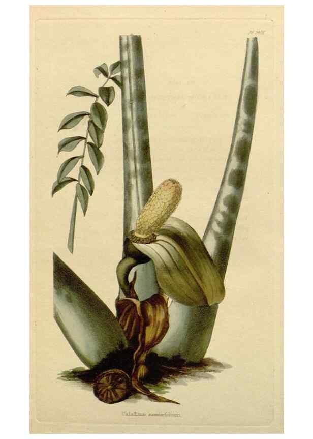 Reproducción/Reproduction 48783172876: The botanical cabinet. London :John & Arthur Arch ...,1817-1833.. 