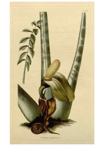Reproducción/Reproduction 48783172876: The botanical cabinet. London :John & Arthur Arch ...,1817-1833.. 