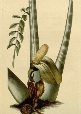 Reproducción/Reproduction 48783172876: The botanical cabinet. London :John & Arthur Arch ...,1817-1833.. 