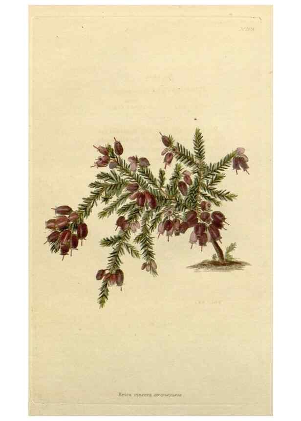 Reproducción/Reproduction 48783174076: The botanical cabinet. London :John & Arthur Arch ...,1817-1833.. 