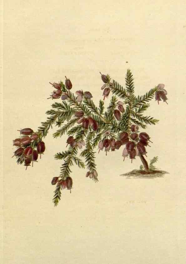 Reproducción/Reproduction 48783174076: The botanical cabinet. London :John & Arthur Arch ...,1817-1833.. 