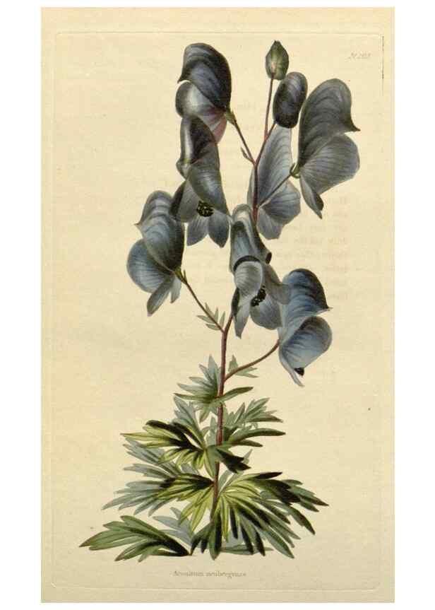 Reproducción/Reproduction 48783342642: The botanical cabinet. London :John & Arthur Arch ...,1817-1833.. 