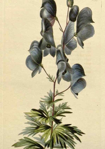 Reproducción/Reproduction 48783342642: The botanical cabinet. London :John & Arthur Arch ...,1817-1833.. 