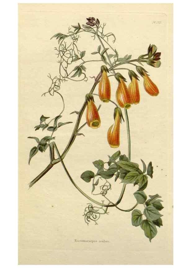 Reproducción/Reproduction 48783343622: The botanical cabinet. London :John & Arthur Arch ...,1817-1833.. 
